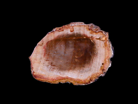 2" Fossilized Polished Petrified Wood Branch Madagascar 66-225 Million Yrs Old - Fossil Age Minerals