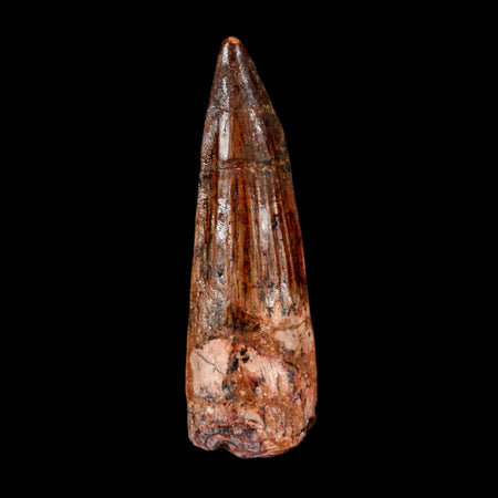 2.2" Spinosaurus Fossil Tooth 100 Million Years Old Cretaceous Dinosaur COA Stand