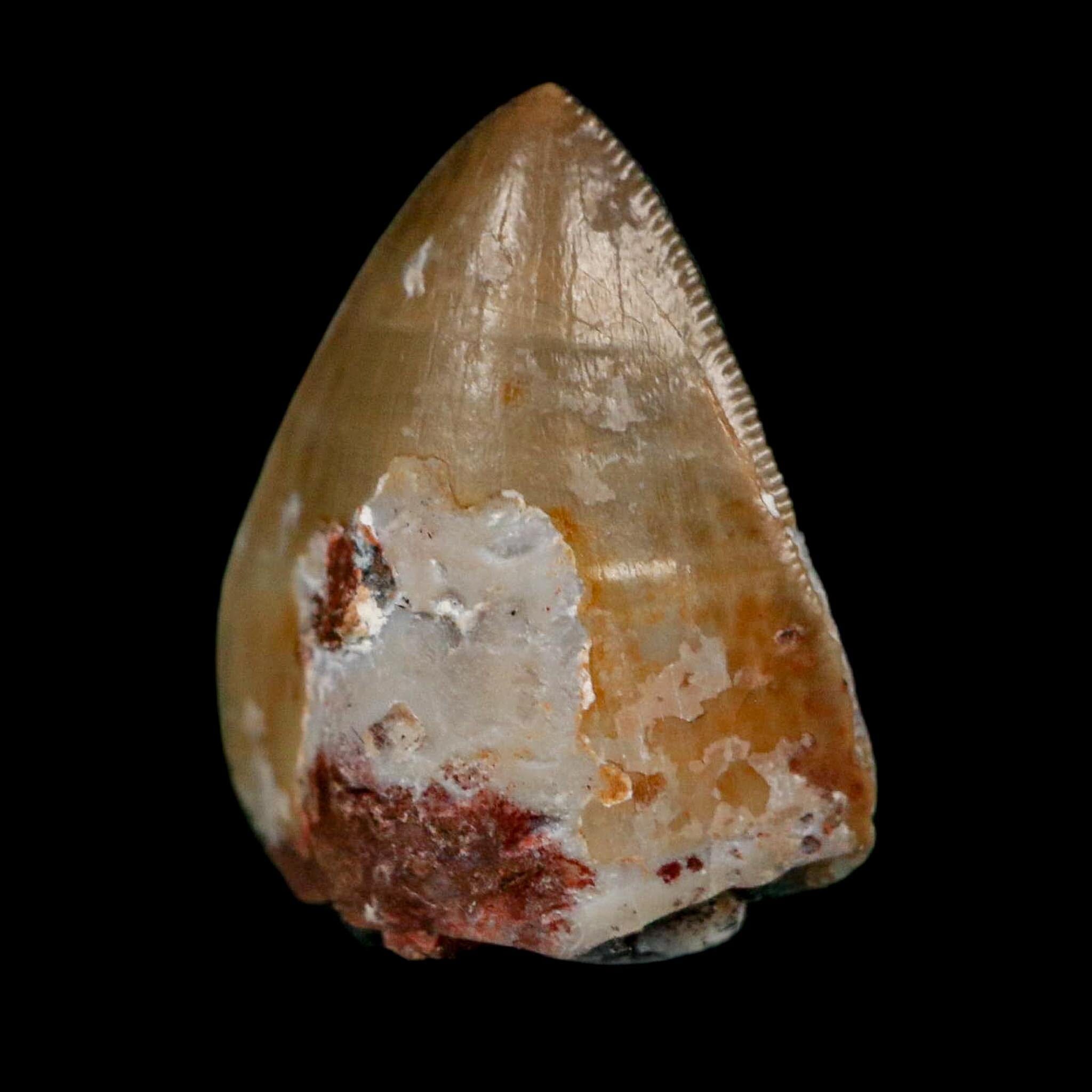 0.6" Phytosaur Fossil Tooth Triassic Age Archosaur Redonda FM NM COA & Display - Fossil Age Minerals