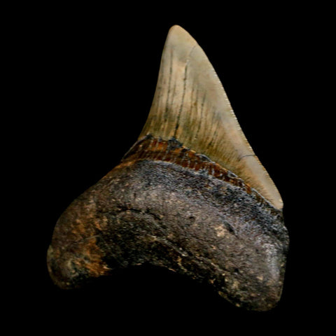 3.1" Quality Megalodon Shark Tooth Serrated Fossil Natural Miocene Age COA - Fossil Age Minerals