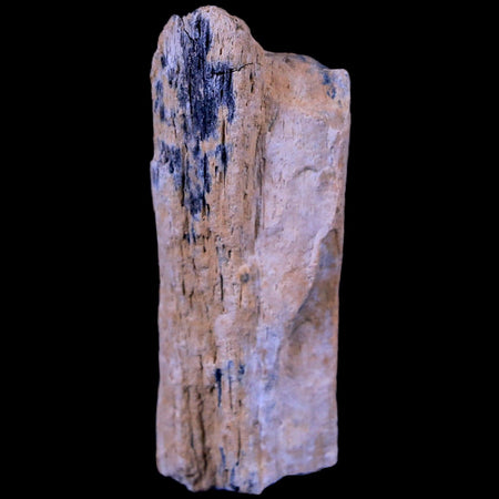 1.8" Corythosaurus Fossil Bone Judith River FM MT Cretaceous Dinosaur COA, Stand