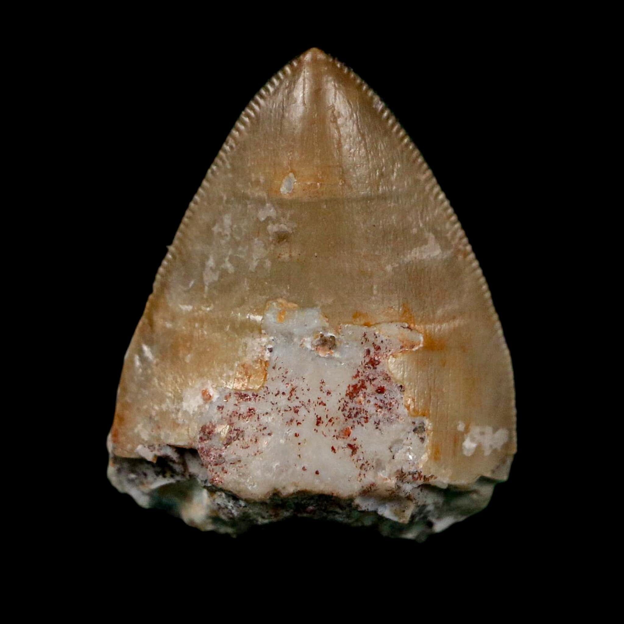 0.6" Phytosaur Fossil Tooth Triassic Age Archosaur Redonda FM NM COA & Display - Fossil Age Minerals