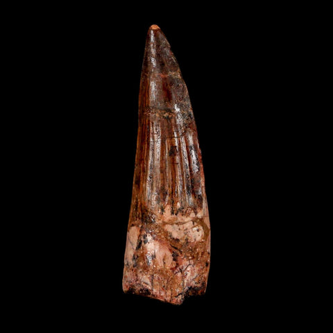 2.2" Spinosaurus Fossil Tooth 100 Million Years Old Cretaceous Dinosaur COA Stand