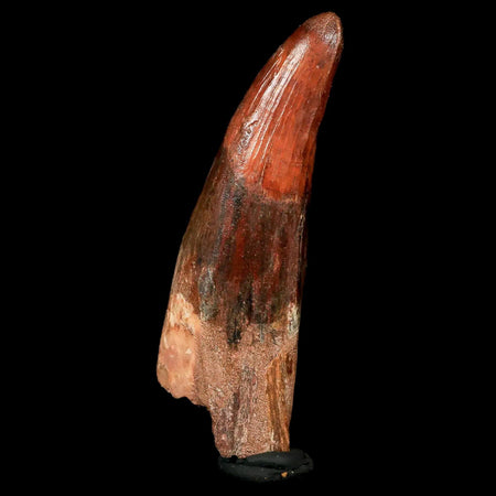 XL 3" Spinosaurus Fossil Tooth 100 Mil Yrs Old Cretaceous Dinosaur COA & Stand