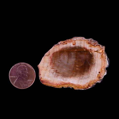 2" Fossilized Polished Petrified Wood Branch Madagascar 66-225 Million Yrs Old - Fossil Age Minerals