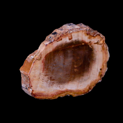 2" Fossilized Polished Petrified Wood Branch Madagascar 66-225 Million Yrs Old - Fossil Age Minerals