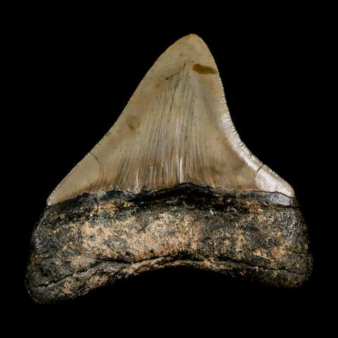3.1" Quality Megalodon Shark Tooth Serrated Fossil Natural Miocene Age COA - Fossil Age Minerals