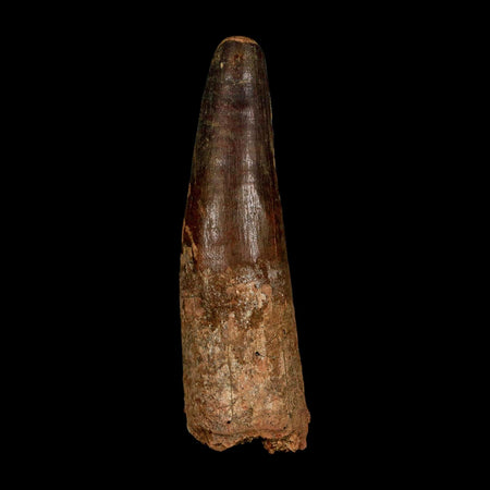 XL 3.7" Spinosaurus Fossil Tooth 100 Million Years Old Cretaceous Dinosaur COA