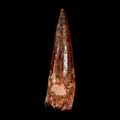 2.2" Spinosaurus Fossil Tooth 100 Million Years Old Cretaceous Dinosaur COA Stand