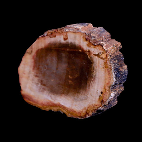 2" Fossilized Polished Petrified Wood Branch Madagascar 66-225 Million Yrs Old - Fossil Age Minerals