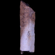 1.8" Corythosaurus Fossil Bone Judith River FM MT Cretaceous Dinosaur COA, Stand