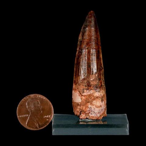 2.2" Spinosaurus Fossil Tooth 100 Million Years Old Cretaceous Dinosaur COA Stand