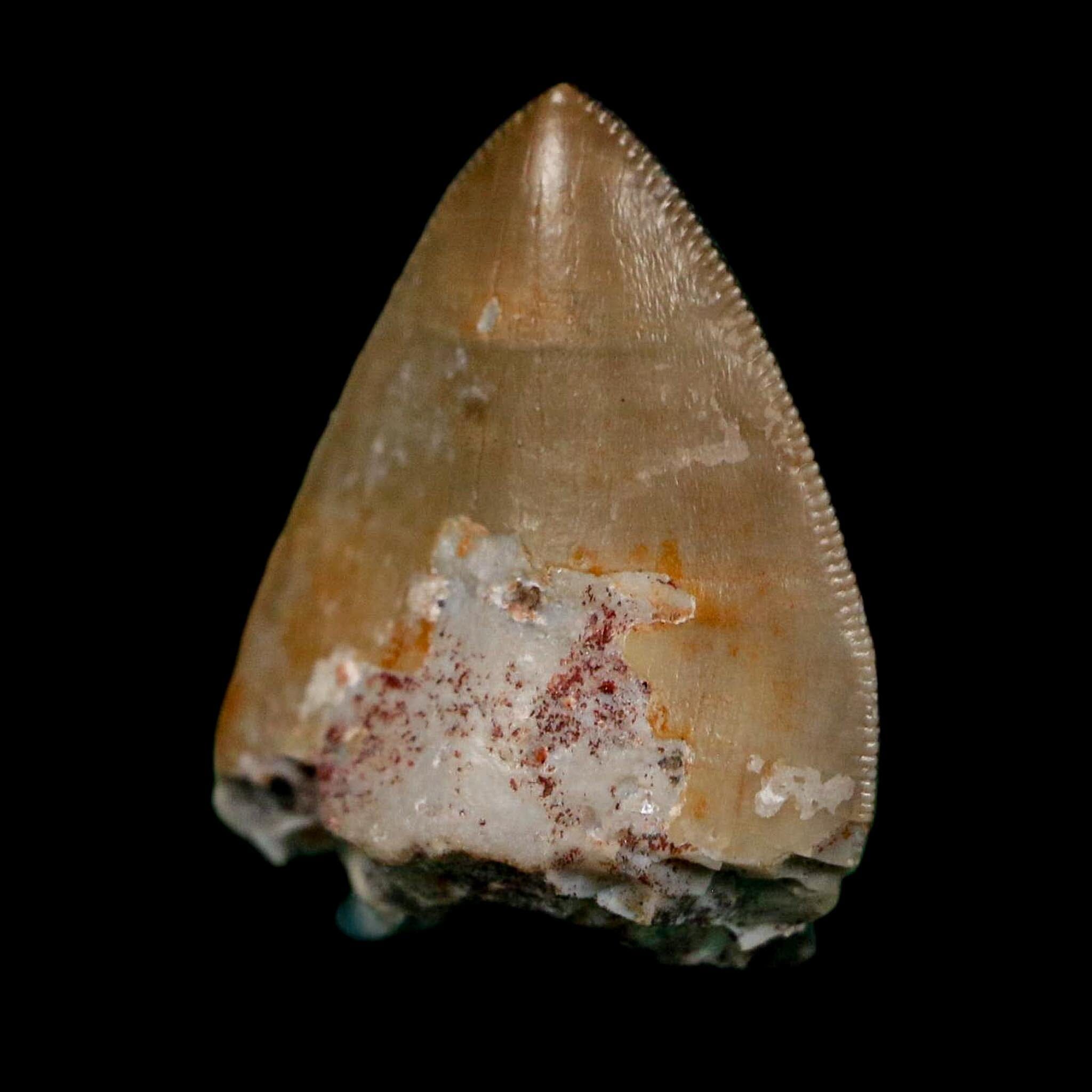 0.6" Phytosaur Fossil Tooth Triassic Age Archosaur Redonda FM NM COA & Display - Fossil Age Minerals