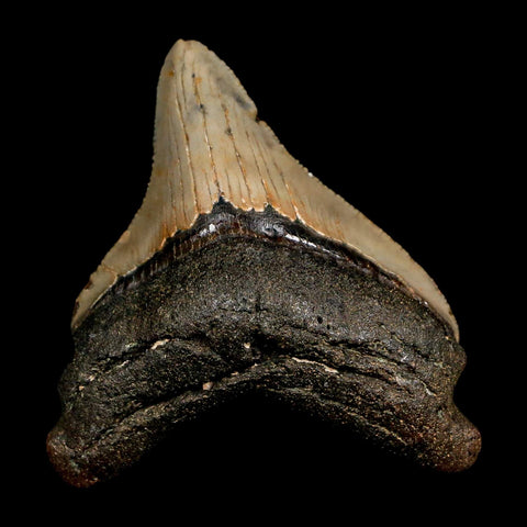 3.1" Quality Megalodon Shark Tooth Serrated Fossil Natural Miocene Age COA - Fossil Age Minerals