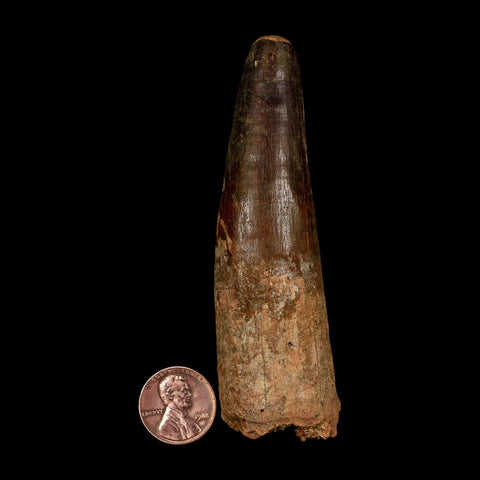 XL 3.7" Spinosaurus Fossil Tooth 100 Million Years Old Cretaceous Dinosaur COA