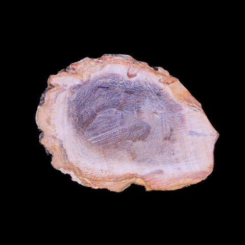 2" Fossilized Polished Petrified Wood Branch Madagascar 66-225 Million Yrs Old - Fossil Age Minerals