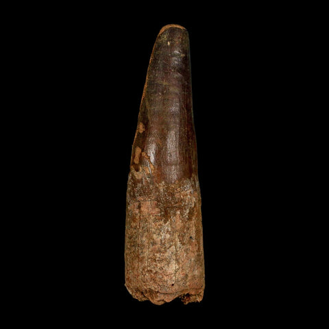 XL 3.7" Spinosaurus Fossil Tooth 100 Million Years Old Cretaceous Dinosaur COA