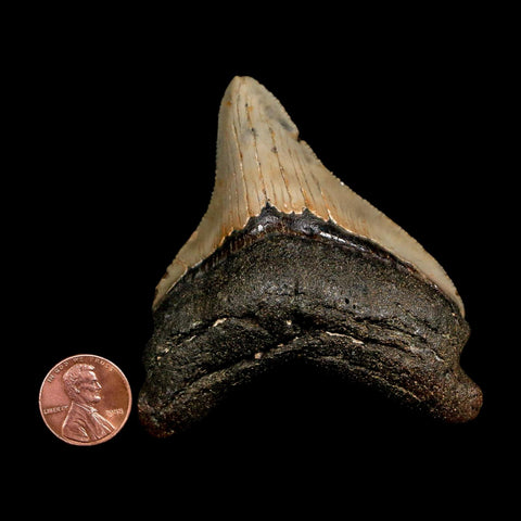 3.1" Quality Megalodon Shark Tooth Serrated Fossil Natural Miocene Age COA - Fossil Age Minerals