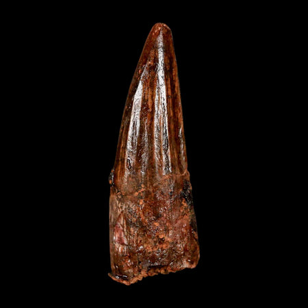 2.1" Spinosaurus Fossil Tooth 100 Million Years Old Cretaceous Dinosaur COA Stand