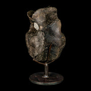 6.2" Hypacrosaurus Dinosaur Fossil Vertebrae Two Medicine FM Montana COA Stand