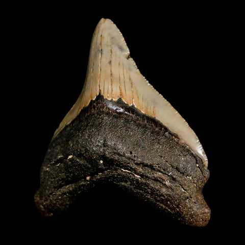 3.1" Quality Megalodon Shark Tooth Serrated Fossil Natural Miocene Age COA - Fossil Age Minerals