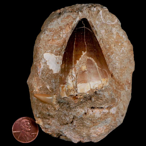 XL 2.2" Mosasaur Prognathodon Fossil Tooth In Matrix Cretaceous Dinosaur Era COA - Fossil Age Minerals