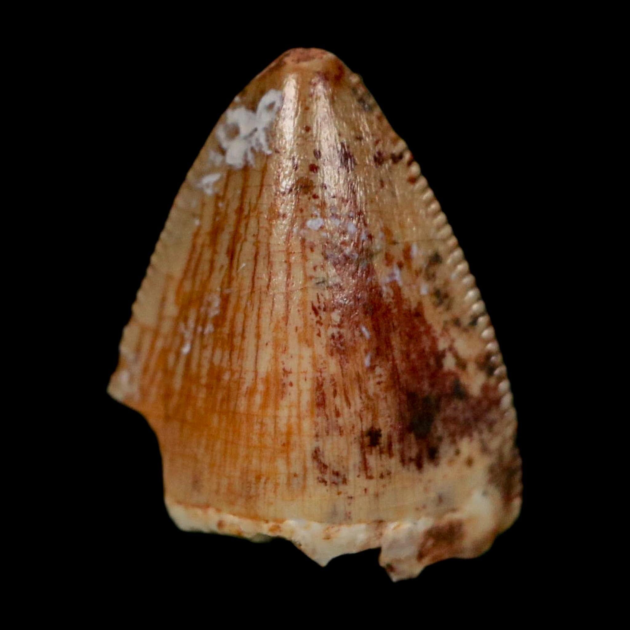 0.5" Phytosaur Fossil Tooth Triassic Age Archosaur Redonda FM NM COA & Display - Fossil Age Minerals