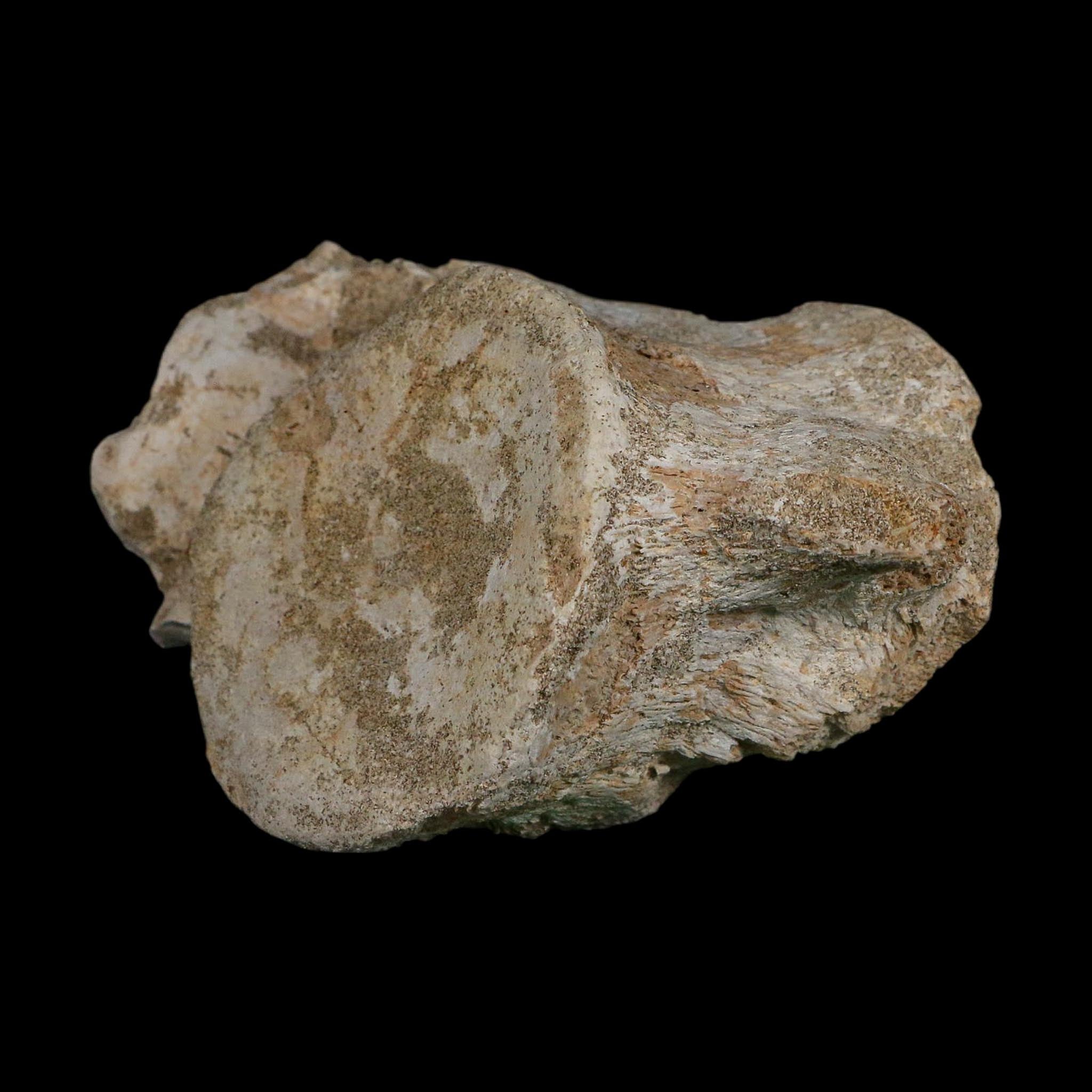 4.4" Plesiosaurus Fossil Vertebrae Cretaceous Dinosaur Era Morocco Zarafasaura COA