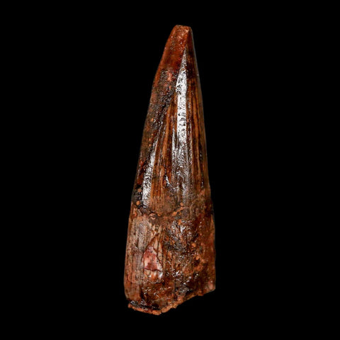 2.1" Spinosaurus Fossil Tooth 100 Million Years Old Cretaceous Dinosaur COA Stand