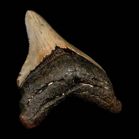 3.1" Quality Megalodon Shark Tooth Serrated Fossil Natural Miocene Age COA - Fossil Age Minerals