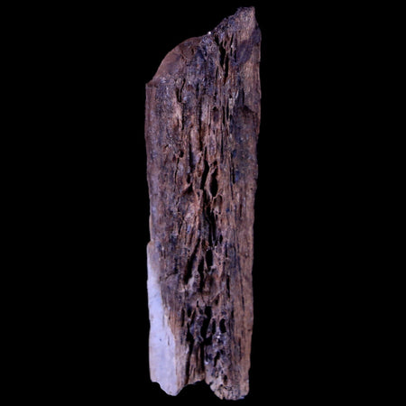 1.8" Corythosaurus Fossil Bone Judith River FM MT Cretaceous Dinosaur COA, Stand