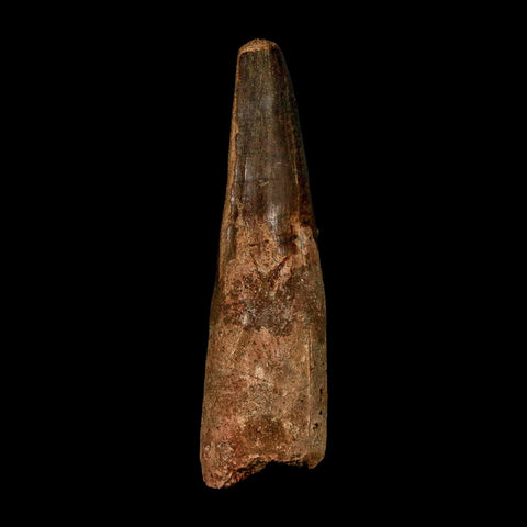 XL 3.7" Spinosaurus Fossil Tooth 100 Million Years Old Cretaceous Dinosaur COA