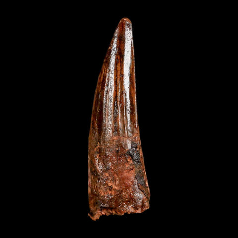2.1" Spinosaurus Fossil Tooth 100 Million Years Old Cretaceous Dinosaur COA Stand