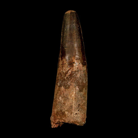 XL 3.7" Spinosaurus Fossil Tooth 100 Million Years Old Cretaceous Dinosaur COA