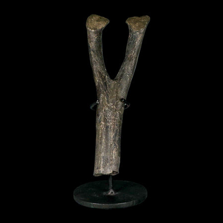 9" Hypacrosaurus Dinosaur Fossil Chevron Bone Two Medicine FM MT COA, Stand