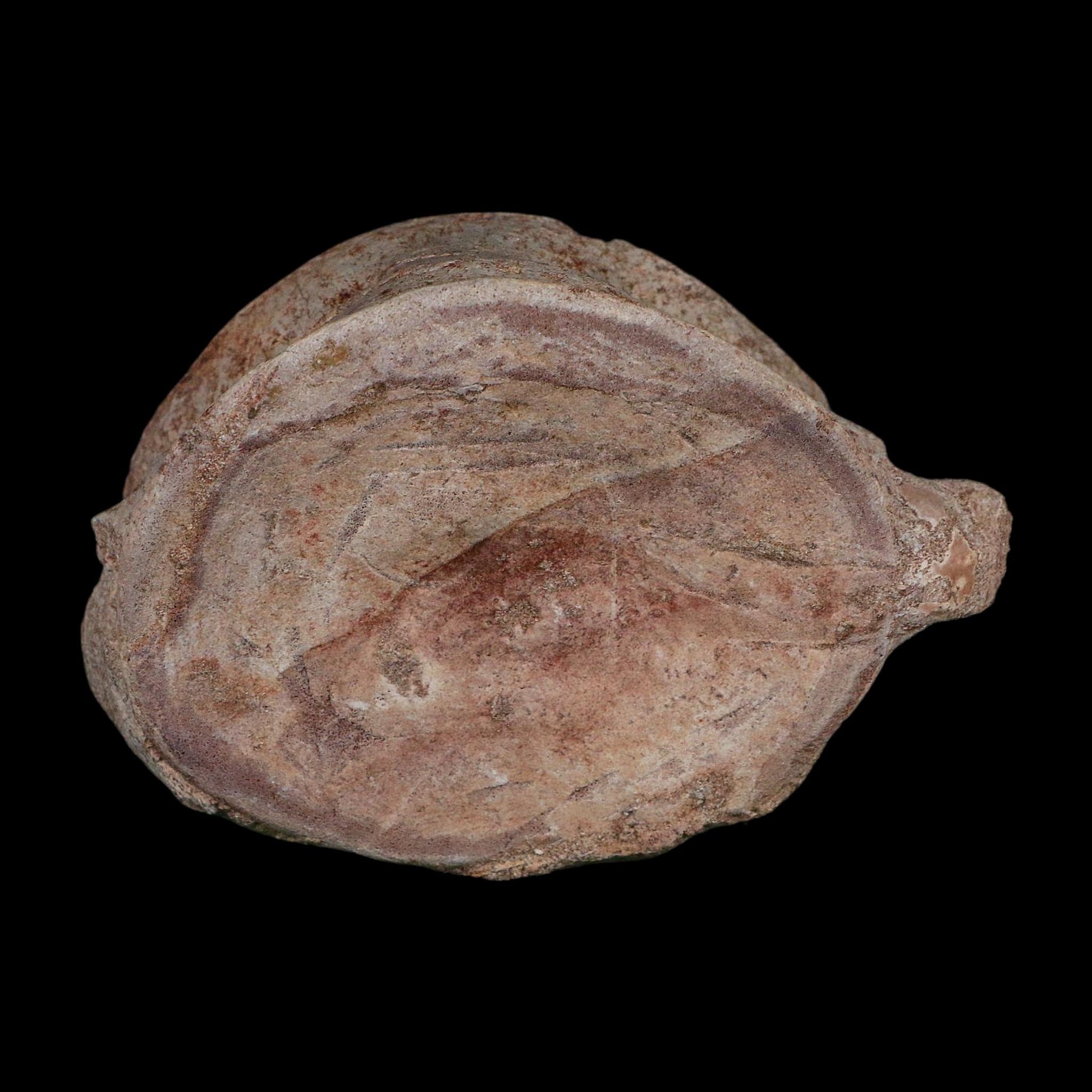 4.6" Plesiosaurus Fossil Vertebrae Cretaceous Dinosaur Era Morocco Zarafasaura COA