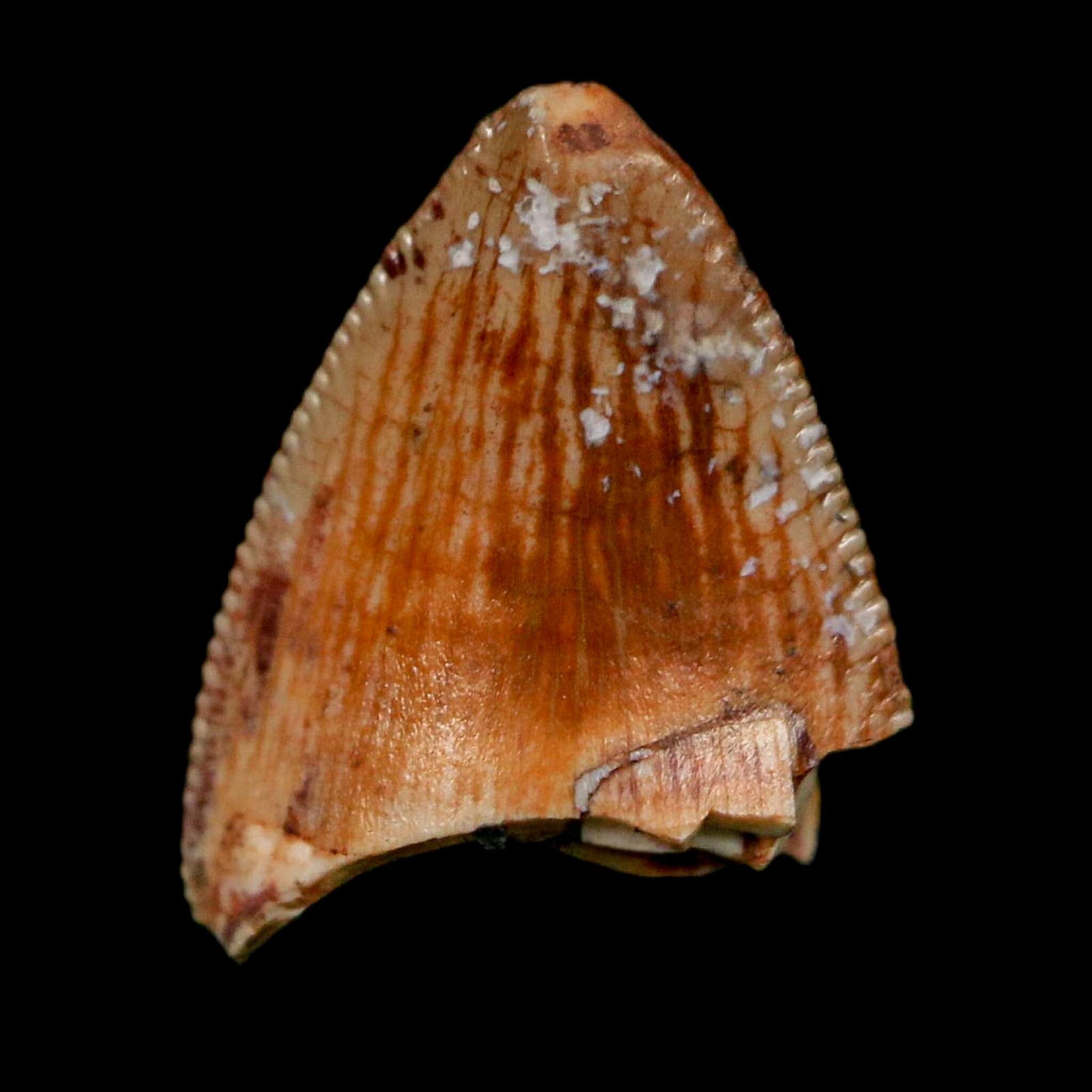 0.5" Phytosaur Fossil Tooth Triassic Age Archosaur Redonda FM NM COA & Display - Fossil Age Minerals
