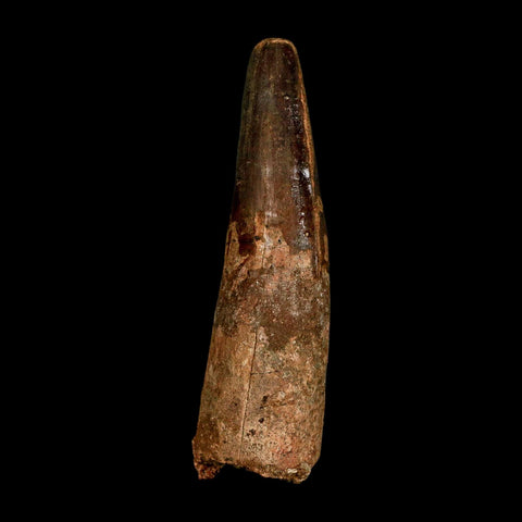 XL 3.7" Spinosaurus Fossil Tooth 100 Million Years Old Cretaceous Dinosaur COA