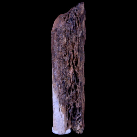 1.8" Corythosaurus Fossil Bone Judith River FM MT Cretaceous Dinosaur COA, Stand - Fossil Age Minerals