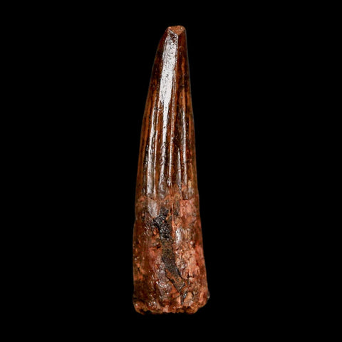 2.1" Spinosaurus Fossil Tooth 100 Million Years Old Cretaceous Dinosaur COA Stand