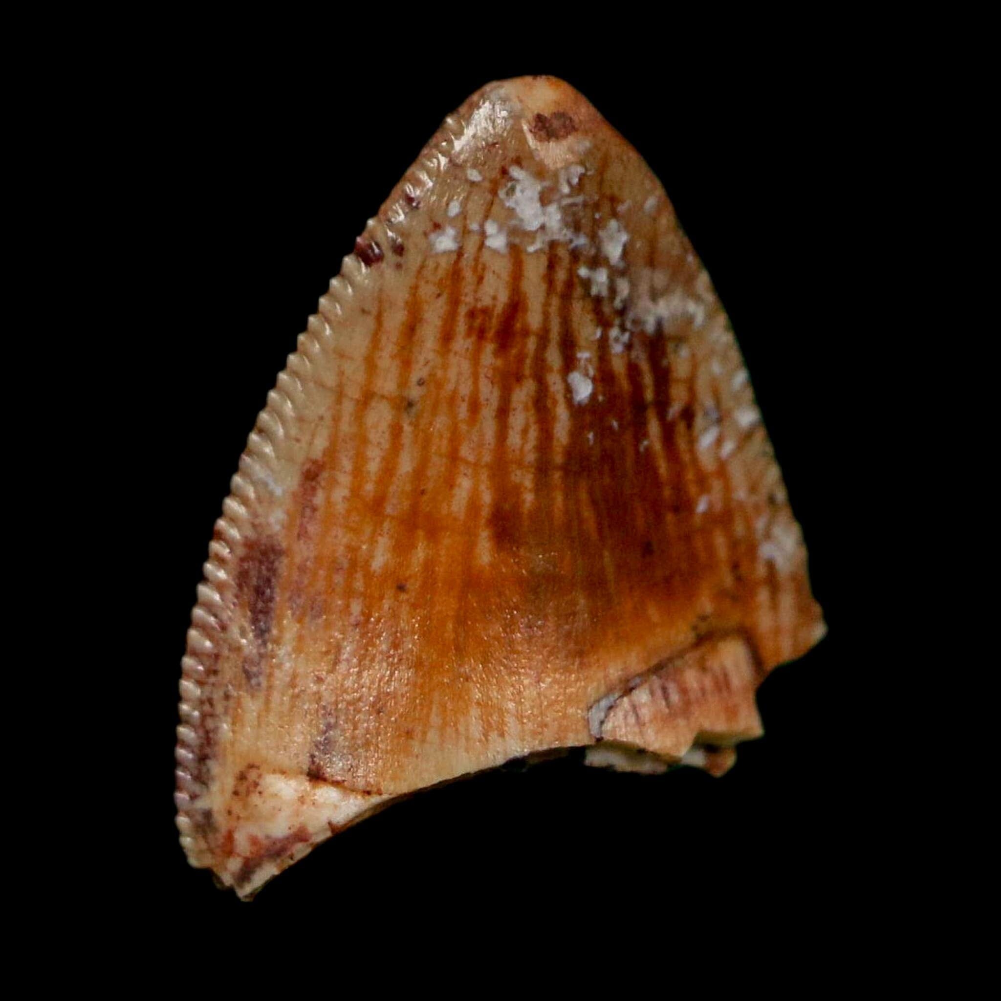 0.5" Phytosaur Fossil Tooth Triassic Age Archosaur Redonda FM NM COA & Display - Fossil Age Minerals