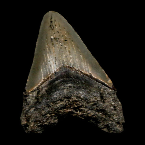 2.5" Quality Megalodon Shark Tooth Serrated Fossil Natural Miocene Age COA - Fossil Age Minerals