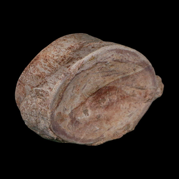4.6