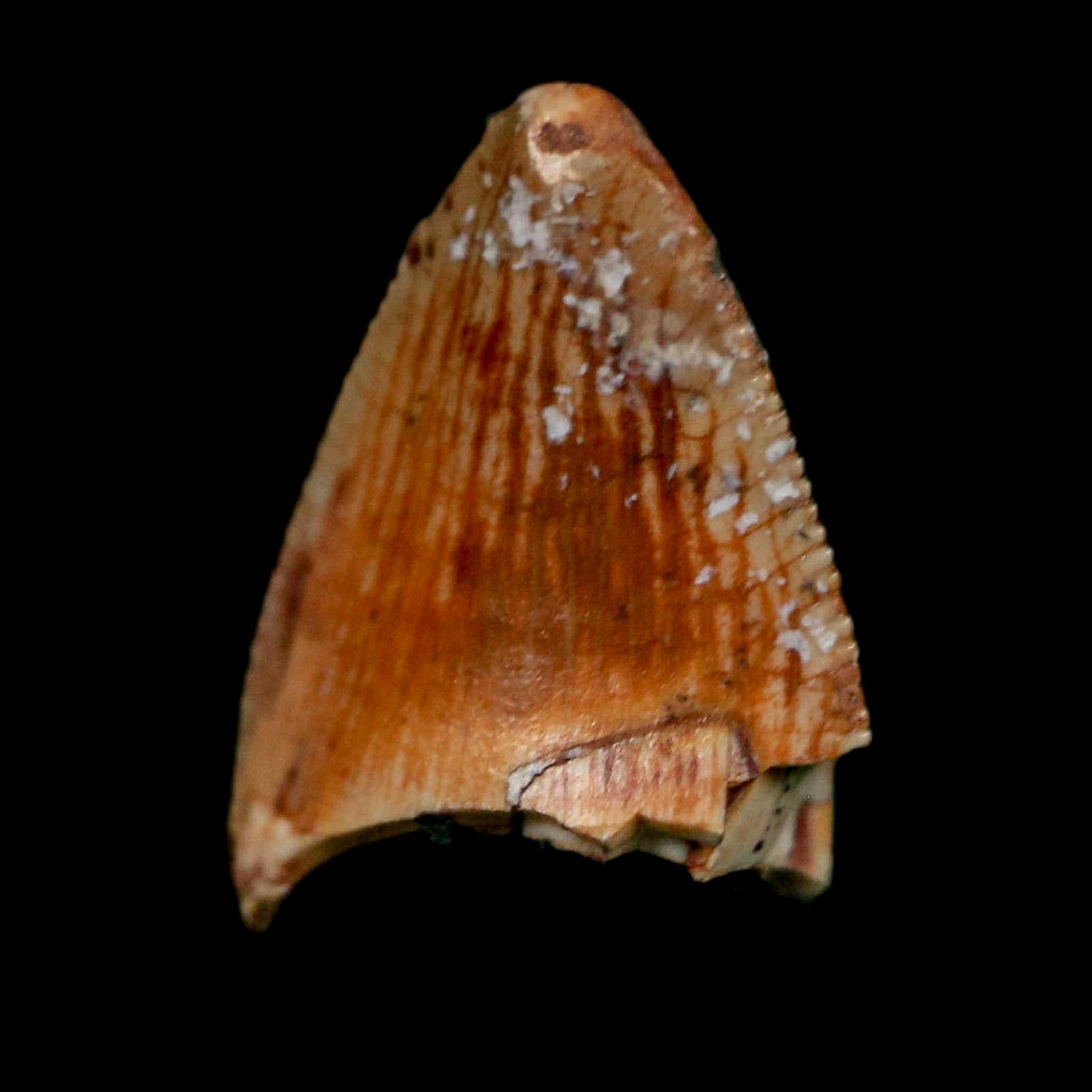 0.5" Phytosaur Fossil Tooth Triassic Age Archosaur Redonda FM NM COA & Display - Fossil Age Minerals