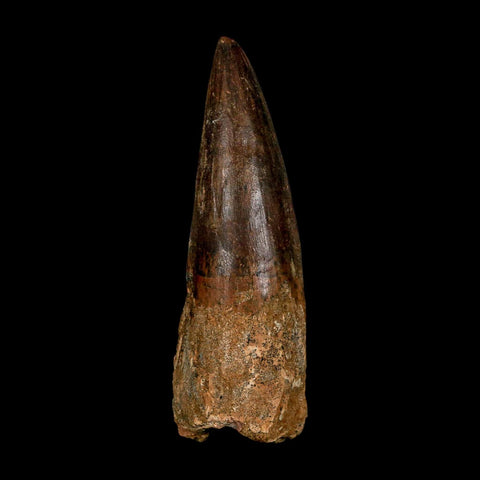 XL 3.8" Spinosaurus Fossil Tooth 100 Million Years Old Cretaceous Dinosaur COA