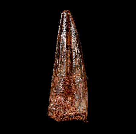 2.1" Spinosaurus Fossil Tooth 100 Million Years Old Cretaceous Dinosaur COA Stand