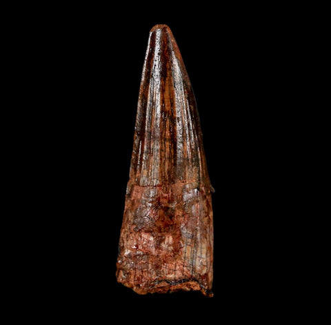 2.1" Spinosaurus Fossil Tooth 100 Million Years Old Cretaceous Dinosaur COA Stand