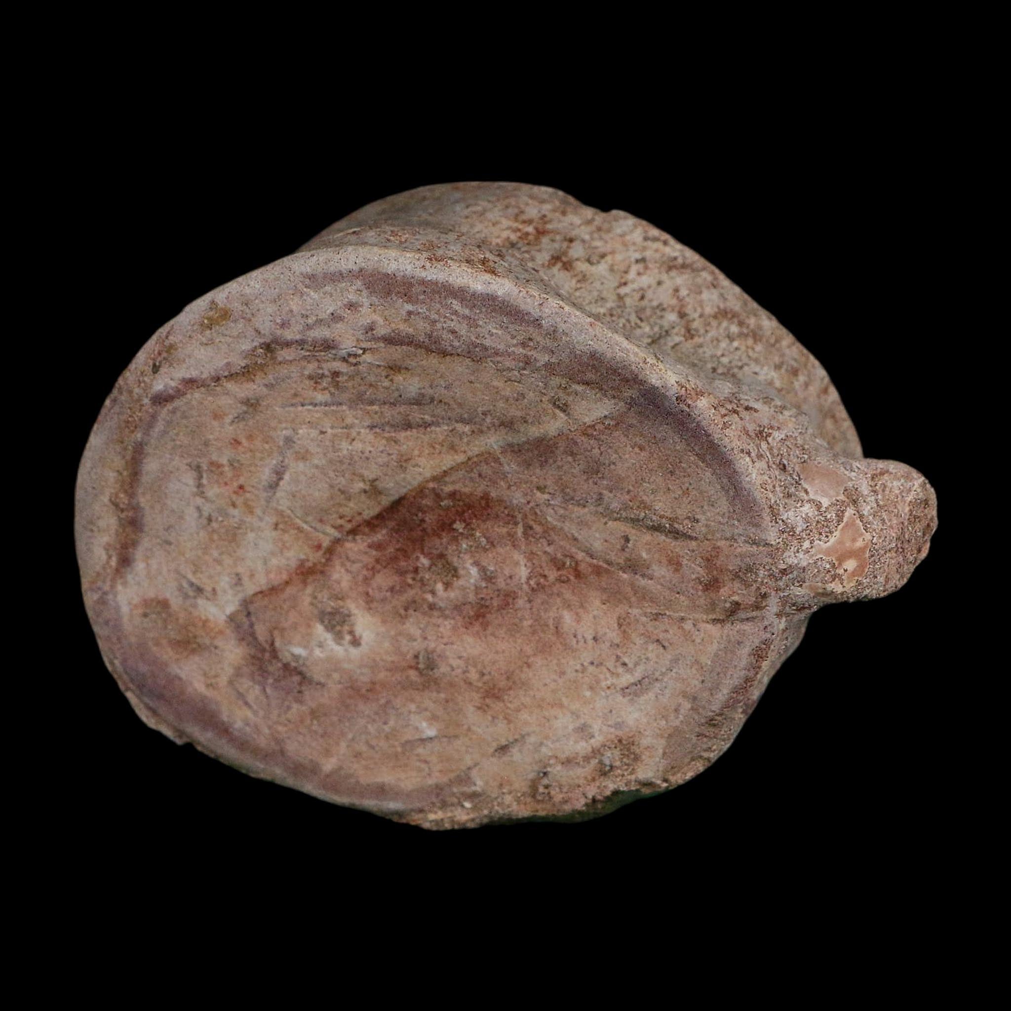 4.6" Plesiosaurus Fossil Vertebrae Cretaceous Dinosaur Era Morocco Zarafasaura COA