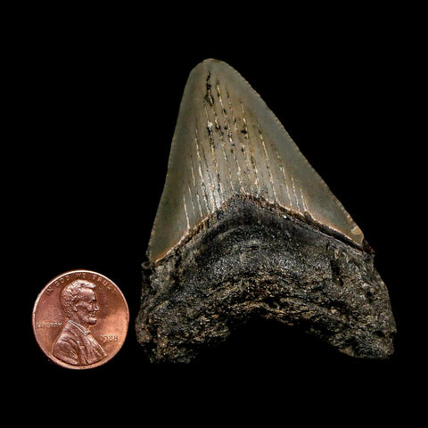 2.5" Quality Megalodon Shark Tooth Serrated Fossil Natural Miocene Age COA - Fossil Age Minerals