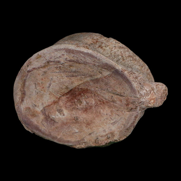 4.6